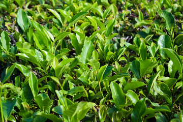 Tea leaves close up, tea plantation