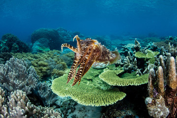 A Broadclub cuttlefish, Sepia latimanus, hovers above healthy corals in Raja Ampat, Indonesia. This region is known for high marine biodiversity and is a popular destination for divers and snorkelers.