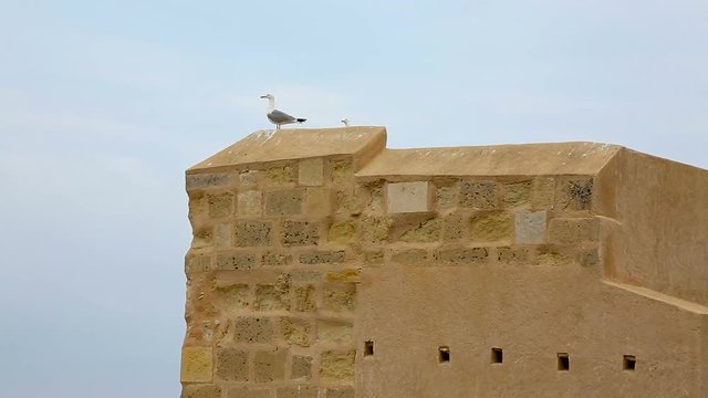 Seagulls stand on the fortress. Spain Alicante. Fortress of Santa Barbara. HD