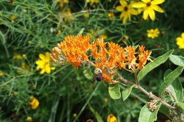 bee on yellow flower