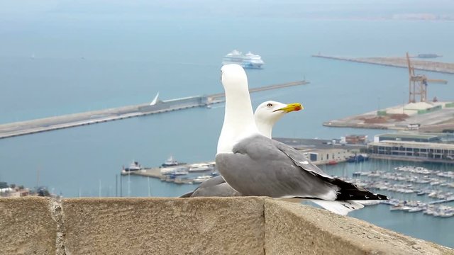 Sea gulls on the background of the Mediterranean Sea. Spain, Alicante. Fortress of Santa Barbara. HD