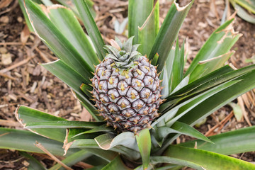 Obraz premium Growing ananas plant close up, pineapple plantation