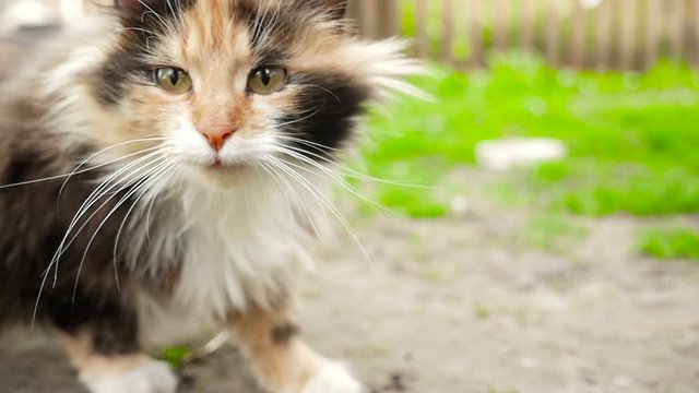 A patchy cat is walking slowly and gingerly around the courtyard and meowing at a camera HD