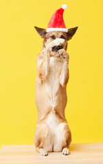 Beautiful German shepherd in Santa hat sitting on her back paws and posing at camera against the yellow background