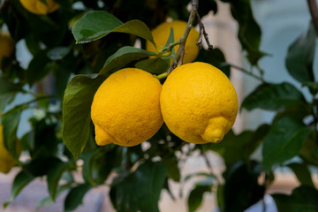 lemon with lemons