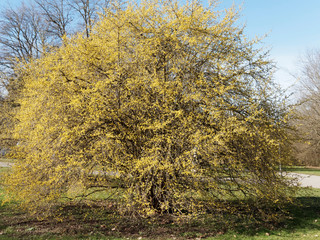 (Cornus mas) Blüte der Kornelkirsche oder Gelber Hartriegel, sehr schöner baumartiger Strauch