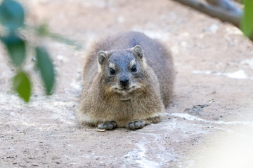 Dassie