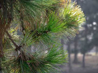 Pine branch closeup on a background of forest.