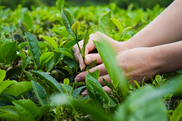 Tea harvesting, close up, hands picking leaves, Azores