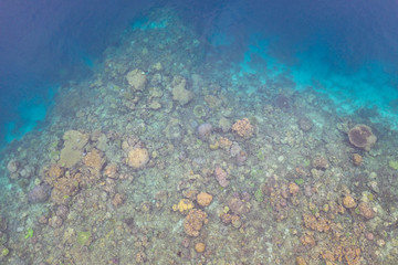 Fototapeta na wymiar Healthy coral reefs fringe remote limestone islands amid Raja Ampat, Indonesia. This amazing region is famous for its high marine biodiversity and is a popular destination for divers and snorkelers.