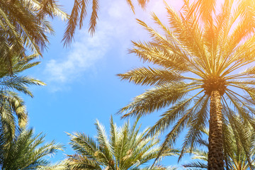 Fototapeta na wymiar Date palm trees on blue sky background. Copy space for text.