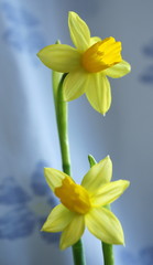 Beautiful yellow daffodils. Narcissus. Spring and easter concept background.