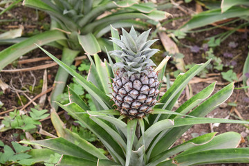 Growing ananas plant close up, pineapple plantation