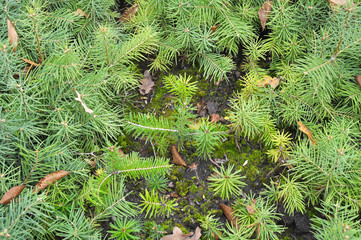 A plot of forest for growing seedlings of forest trees