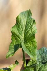 Cuckoopint or Arum maculatum arrow shaped leaf, woodland poisonous plant in family Araceae. arrow shaped leaves. Other names are nakeshead, adder's root, arum, wild arum, arum lily, lords-and-ladies, 
