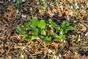 Cuckoopint or Arum maculatum arrow shaped leaf, woodland poisonous plant in family Araceae. arrow shaped leaves. Other names are nakeshead, adder's root, arum, wild arum, arum lily, lords-and-ladies, 