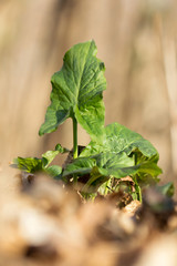 Cuckoopint or Arum maculatum arrow shaped leaf, woodland poisonous plant in family Araceae. arrow shaped leaves. Other names are nakeshead, adder's root, arum, wild arum, arum lily, lords-and-ladies, 