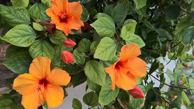 Flores Marpac&iacute;ificos.