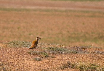 Lonely Mongoose in South Africa