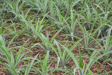 Pineapple plants in a greenhouse, agriculture, exotic fruits
