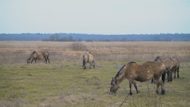 Very rare Polish wild grey ponies. Natural park in Eastern Poland.