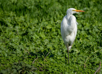 Great egret in Lodi, California