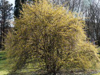 (Cornus mas) Kornelkirsche oder Gelber Hartriegel. Zierbaum In Frühlingsblüte