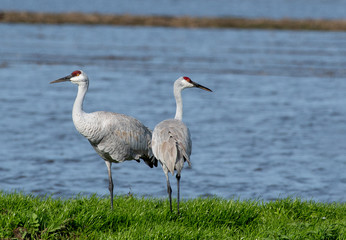 Sandhill Cranes in Lodi, California