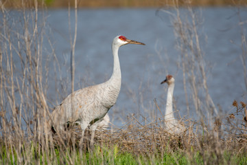 Sandhill Cranes in Lodi, California