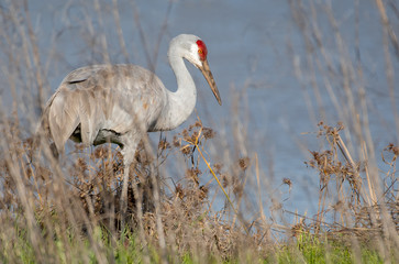 Sandhill Crane in Lodi, California