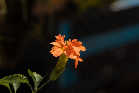 Hermosa flor naranja (beauty orange flower)