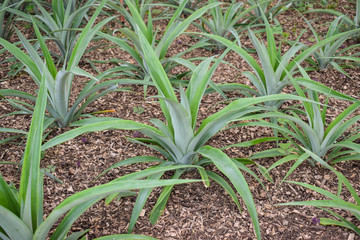 Obraz premium Pineapple plants in a greenhouse, agriculture, exotic fruits