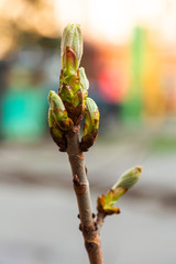 plants in the city. Greening yards.