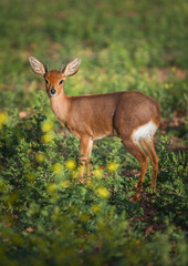 Naklejka na ściany i meble Small wild buck in South Africa