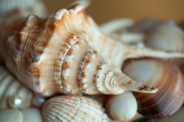 beautiful sea shells macro