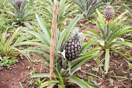 Growing ananas plant close up, pineapple plantation
