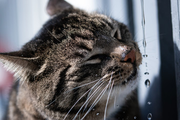 Grey tabby cat drinking water, extreme close up with water drops splashing around cats face, nose, fangs, whiskers and tongue. Detailed, selective focus on blurred background.