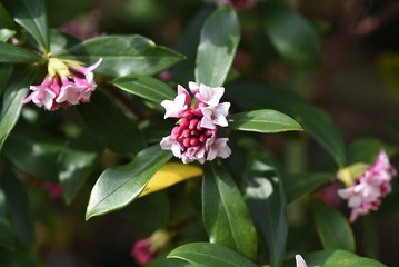 Winter daphne flowers / Winter daphne bloom strong aromatic flowers from February to March.