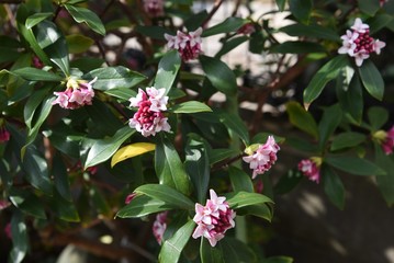 Winter daphne flowers / Winter daphne bloom strong aromatic flowers from February to March.