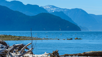 Fototapeta na wymiar Fantastic view over ocean, snow mountain and rocks at Furry Creek Dive Site in Vancouver, Canada.