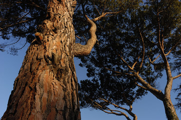 Contrapicado de Pino Piñonero (Pinus pinea) al amanecer