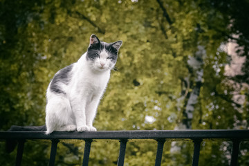 street cat light coloring, on the fence peacefully watching as the photographer approaches.
