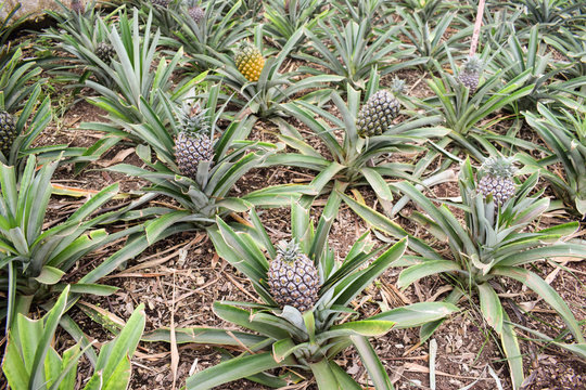 Pineapple plants in a greenhouse, agriculture, exotic fruits