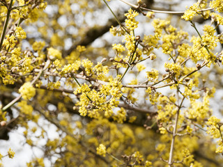 (Cornus mas) Blüte der Kornelkirsche oder Gelber Hartriegel, sehr schöner baumartiger Strauch