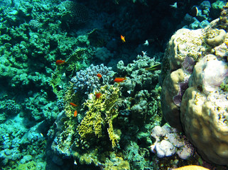 fish in coral reef