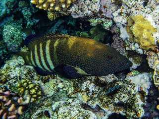 tropical fish Red sea