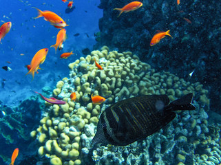 tropical fish in Red sea