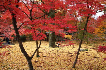 Autumn leaves at Eikan-do temple, Kyoto, Japan