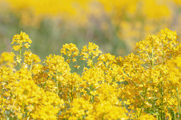 A fragment of a field of blooming rapeseed.  Sea of yellow flowers. Close-up, selective focus. Picture for a joyful spring mood. Blooming mustard. Weed Barbaréa vulgáris.