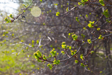 Young foliage on a branch in early spring.